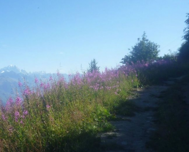  Senderismo en los Alpes 
